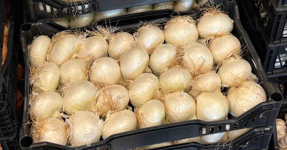 Cipolla bianca - Marche - 1/1,20 euro al chilogrammo